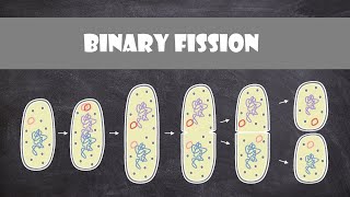 Binary Fission  Cell Biology [upl. by Luben]