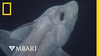 Ghost Shark Caught on Camera for the First Time  National Geographic [upl. by Enelyahs]