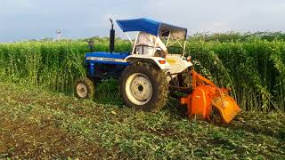 Sunn hemp cultivationताग लागवड Green manure [upl. by Coucher]