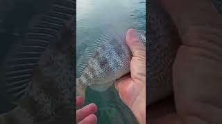 Pig Fish shortvideo fishing saltwaterfish pigfish [upl. by Arolf]