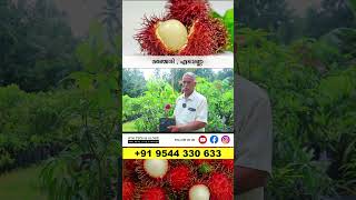 Rambutan N18 ₹300 amp Kalpathy Sapota Fruit ₹400 exotic [upl. by Ahtrim929]