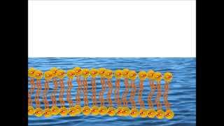 Self Assembly of a Phospholipid Bilayer [upl. by Jarrell]