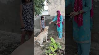 Mastikhor Golden Retriever viral youtube puppy youtubeshorts dog cute enjoy happy trending [upl. by Kudva]