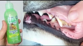 Tropiclean Fresh Breath Dog Teeth Cleaning Gel Review [upl. by Dnomso121]