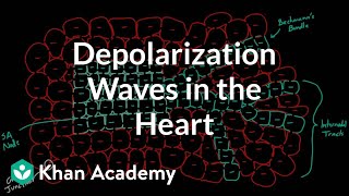 Depolarization waves flowing through the heart  NCLEXRN  Khan Academy [upl. by Navar]