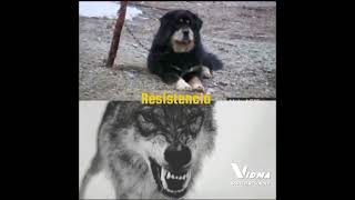 Mastín Tibetano vs lobo [upl. by Elena]