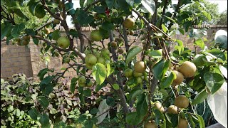 MultiGrafted Pear Trees  You Must Grow One [upl. by Annadroj391]