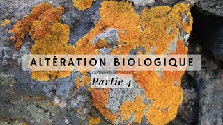 Géodynamique externe s2  altération biologique شرح بالدارجة 💥 [upl. by Neural]