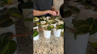 Philodendron Brasil Propagation Short plants leca semihydroponics propagation roomwithry [upl. by Ecitnerp]