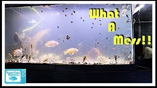 Cloudy Water in a Fish Tank and What to do About It [upl. by Dorrie]