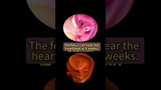 Fetuses at 6 weeks old can hear their heartbeat [upl. by Teressa]