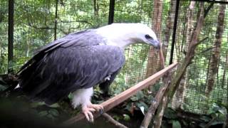 The Whitebellied Sea Eagle  Burung Lang Siput [upl. by Yuma]