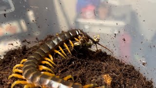 Scolopendra galapagoensis feeding treefrog  갈리파고스 자이언트 센티페드 청개구리 피딩  Galapagos giant centipede [upl. by Junia926]