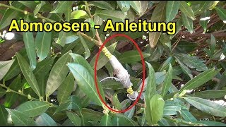 Pflanzen durch Abmoosen vermehren  selber ziehen – ANLEITUNG DIY Garten [upl. by Anilac491]