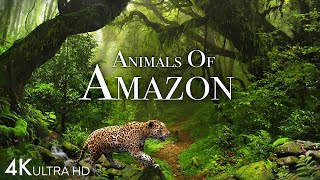 Animals of Amazon 4K  Animals That Call The Jungle Home  Amazon Rainforest Scenic Relaxation Film [upl. by Concepcion]