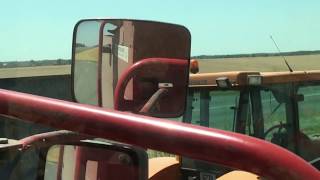 MASSEY FERGUSON 8780 Rotary combine [upl. by Cordie]