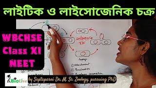 Lytic and Lysogenic Cycle of Bacteriophage Reproduction WBCHSE Class 11 Biology NEET [upl. by Hjerpe]