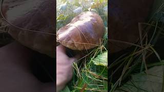 giant porcini mushrooms mushroom followme nature [upl. by Piks]