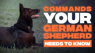 5 Basic Commands Every German Shepherd Dog Needs To Learn [upl. by Angle671]