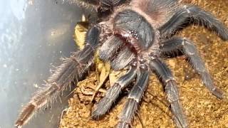 Salmon Pink Birdeater Spiderling Eating [upl. by Ethban161]