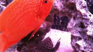 Red Spotted Severum [upl. by Aivata53]