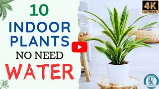 10 Indoor Plants No Need Water  Low Water Houseplants  No Sunlight Indoor Plants [upl. by Bresee]