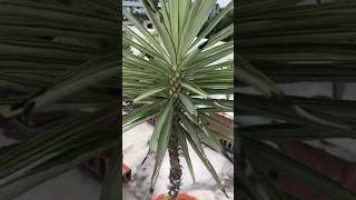 How to plant Yuccas yuccaplantas plants garden trending viralshorts youtubeshorts gardening [upl. by Sasha]