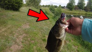 Topwater Frog Bass Fishing at a LOADED Pond Lots of Blowups [upl. by Eldreda]