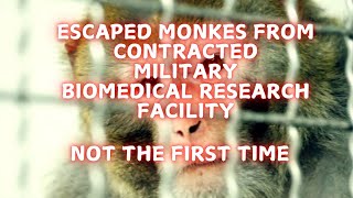 Escaped monkeys from contracted military research facility What they work on [upl. by Bonney]