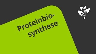 Erläuterung der Proteinbiosynthese  Biologie  Genetik [upl. by Etselec174]