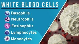 White Blood CellsLeucocytes WBCs in Hindi Structure and Function  Granulocytes Agranulocytes [upl. by Ube199]