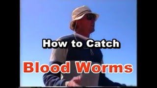 How to Catch Bloodworms [upl. by O'Carroll360]