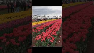 Tesselaar Tulip Festival Melbourne Tulip Garden Silvantrending ytshorts ytviral shorts love [upl. by Kristof]