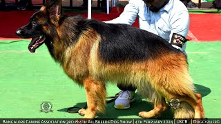 Bangalore Canine Association Dog Show 2024  Lineup Judging  Doggyzlife [upl. by Lewendal102]