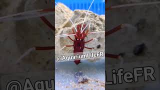 DEBELIUS reeftank reef aquarium marinelife aquariumfish shortvideo shrimp youtubeshorts fr [upl. by Horter]