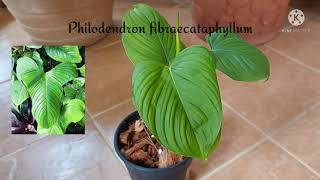 Philodendron FibraecataphyllumOpacum [upl. by Harold]