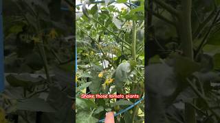 Increase your tomato yield Simple and easy gardening garden [upl. by Moriah56]