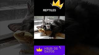 Reptiles parte 4 [upl. by Olivia]