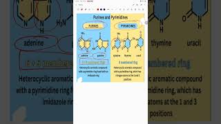 Difference between purine and pyrimidine baese [upl. by Delfeena]