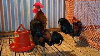 Jungle fowl rooster crowing sound effect [upl. by Runstadler]