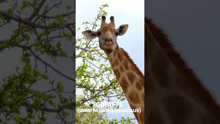 Giraffe  Giraffa camelopardalis [upl. by Yblocaj]