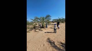 Lulav picking for sukkot [upl. by Araz]