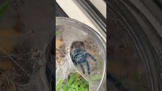 Beautiful Blue Tarantulas Caribena Versicolor tarantula sling feeding [upl. by Yornoc]