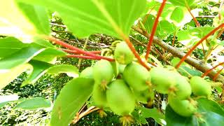 Actinidia arguta [upl. by Thadeus]