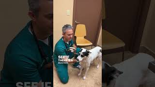 Kennel Cough Exam amp Test in Dogs [upl. by Nanor462]