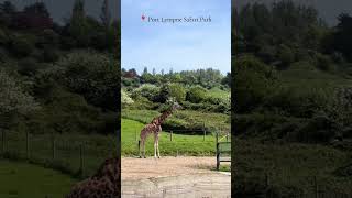 Port Lympne Safari Park ♥️❤️ beautifulvillagelife [upl. by Whiney]