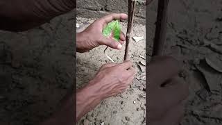 collecting caladium from roadside Epic gardening beautiful plant collecting [upl. by Cunningham]