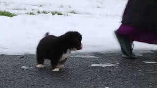 Bernese Mountain Dog Puppies for Sale [upl. by Aisyla111]