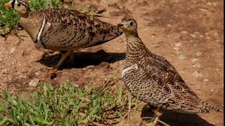 the sandgrouse call [upl. by Aviva487]