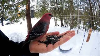 Pine Grosbeak [upl. by Hyacintha67]